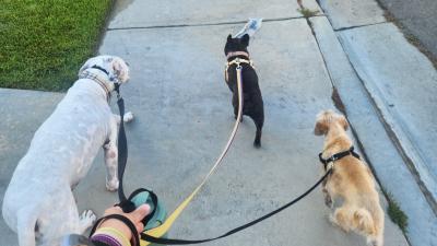 Person walking Moby, Auggie, and Dexter the dogs outside on a leash
